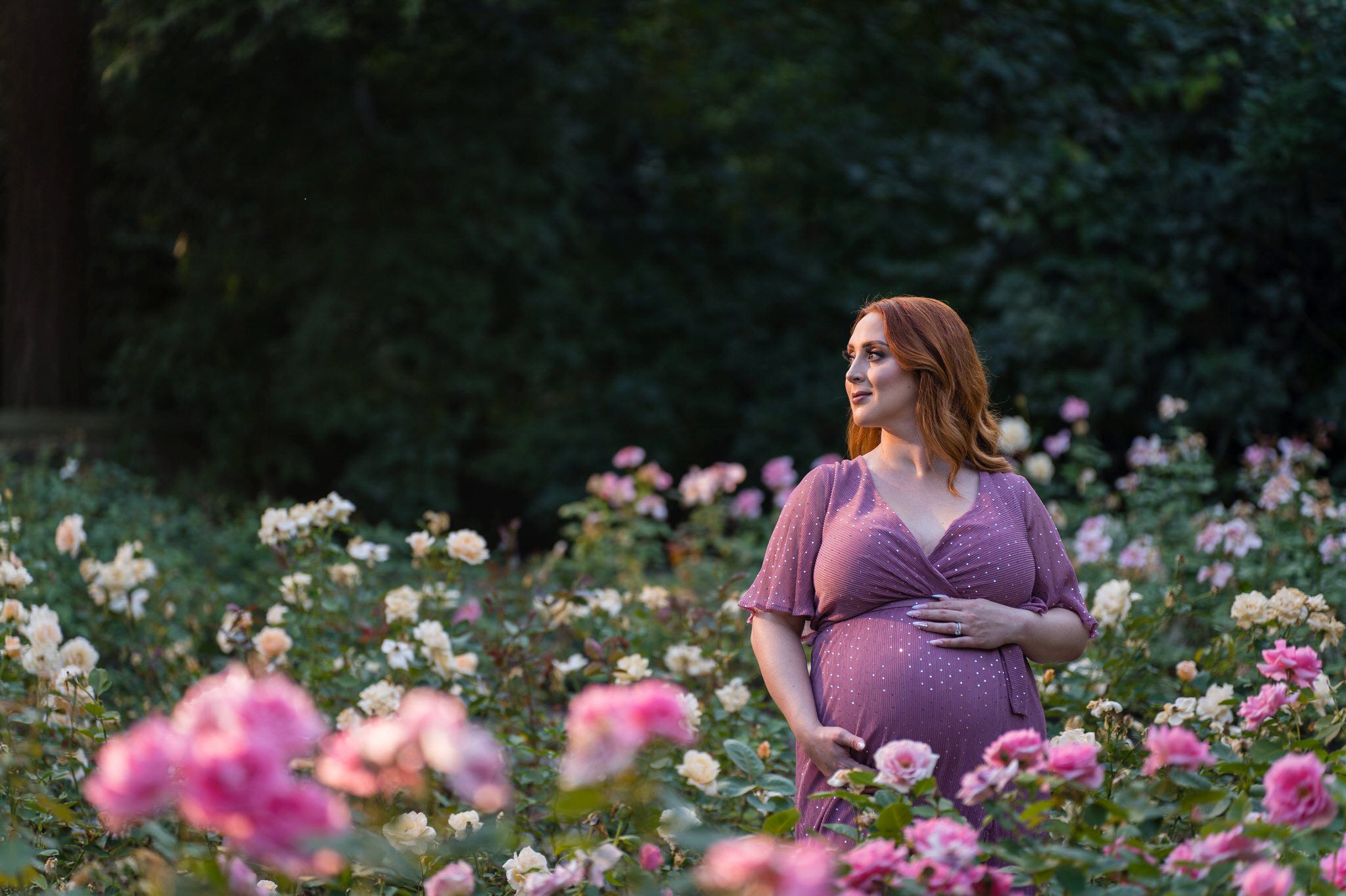 A setting sun casts a golden hue  on a pregnant mom as she holds her bump in the rose garden during a maternity session at Edsel Ford House.