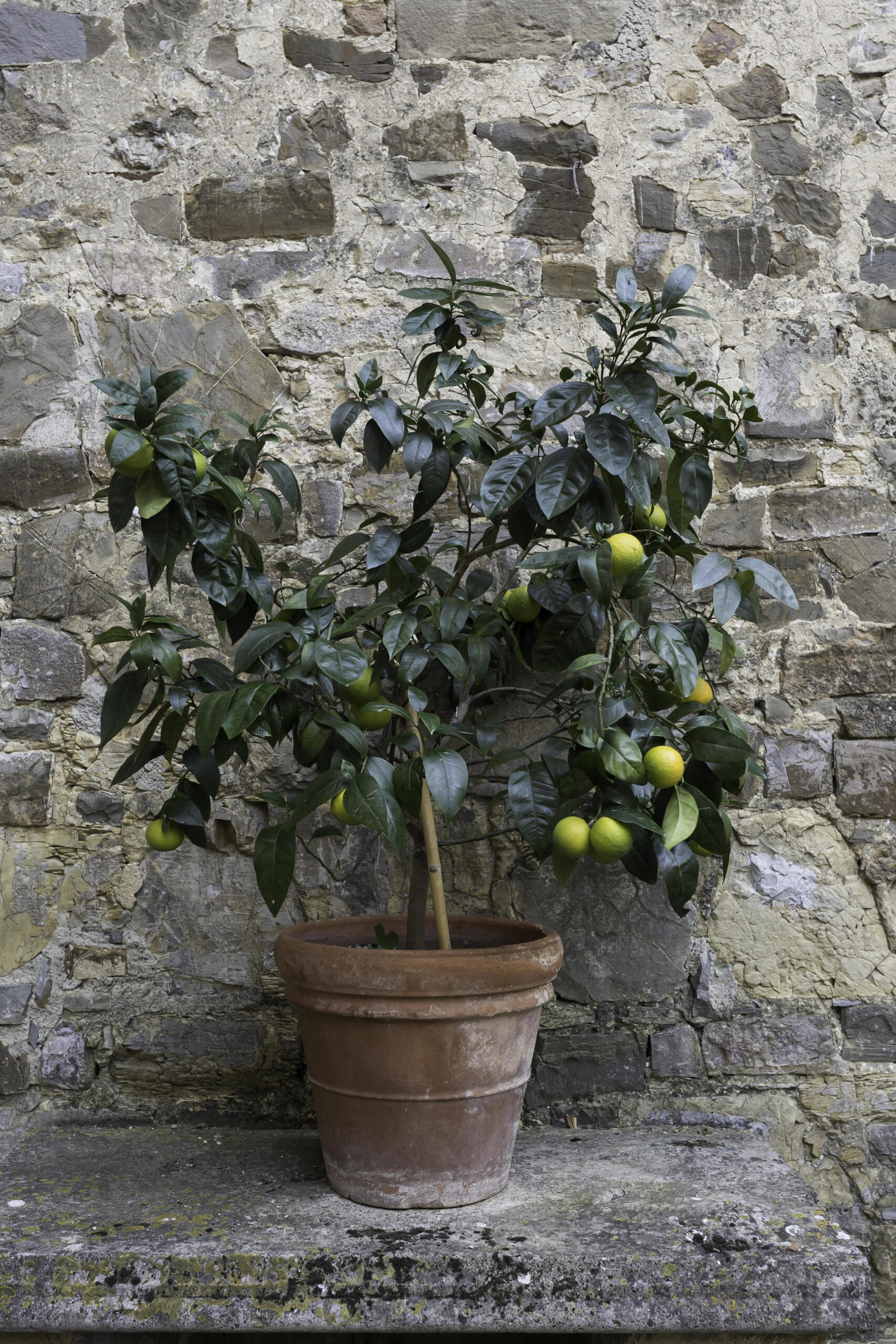 Lemon tree at Welcome Party at Quercia al Poggio 